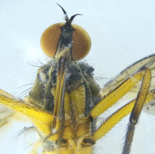 Empis sp.